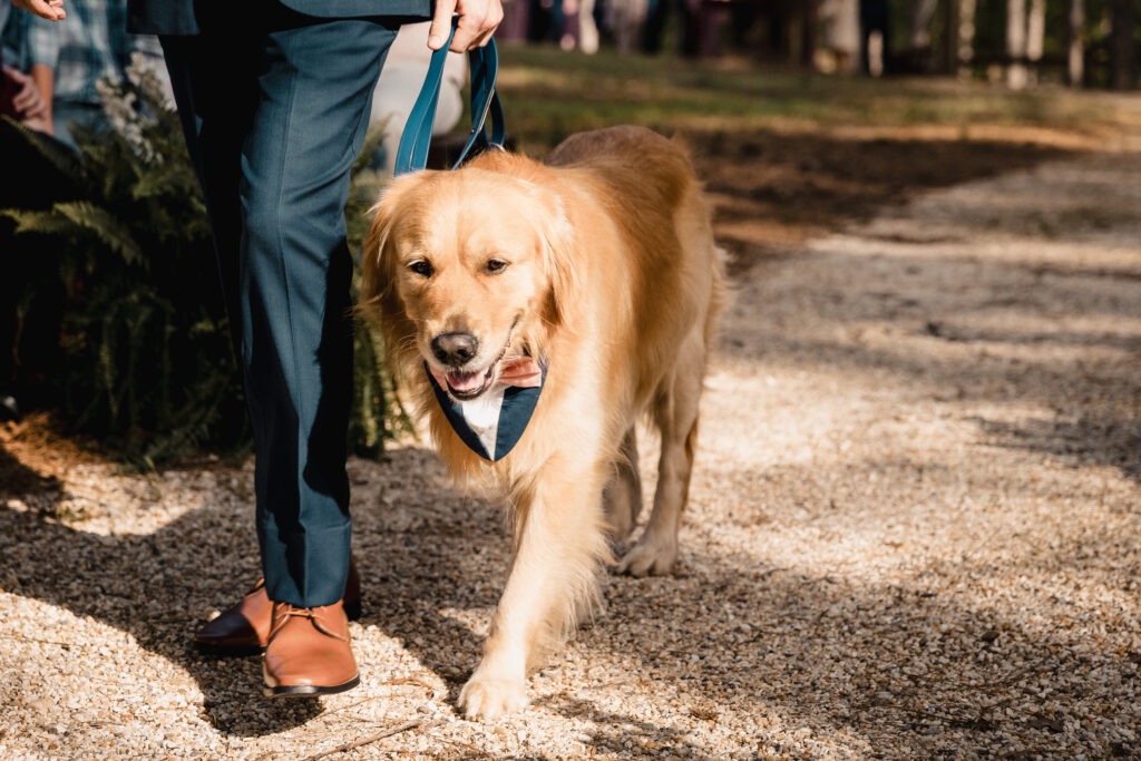 Koda the coolest groomsmen - Hattiesburg photographers